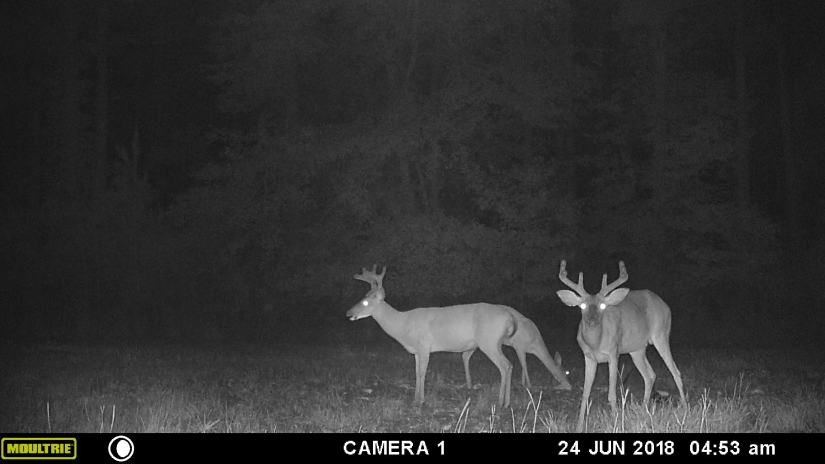 MOULTRIE DIGITAL GAME CAMERA