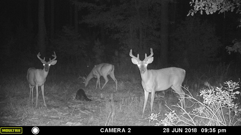 MOULTRIE DIGITAL GAME CAMERA