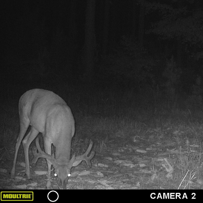 MOULTRIE DIGITAL GAME CAMERA